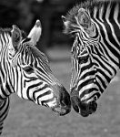 345 - ZEBRAS - EVA ROD - united kingdom <div